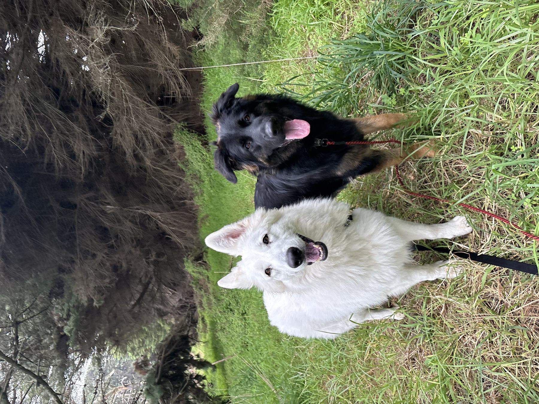 Two dogs together on a grassy track in the bush